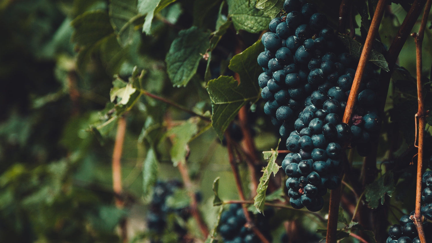 grapes on the vine