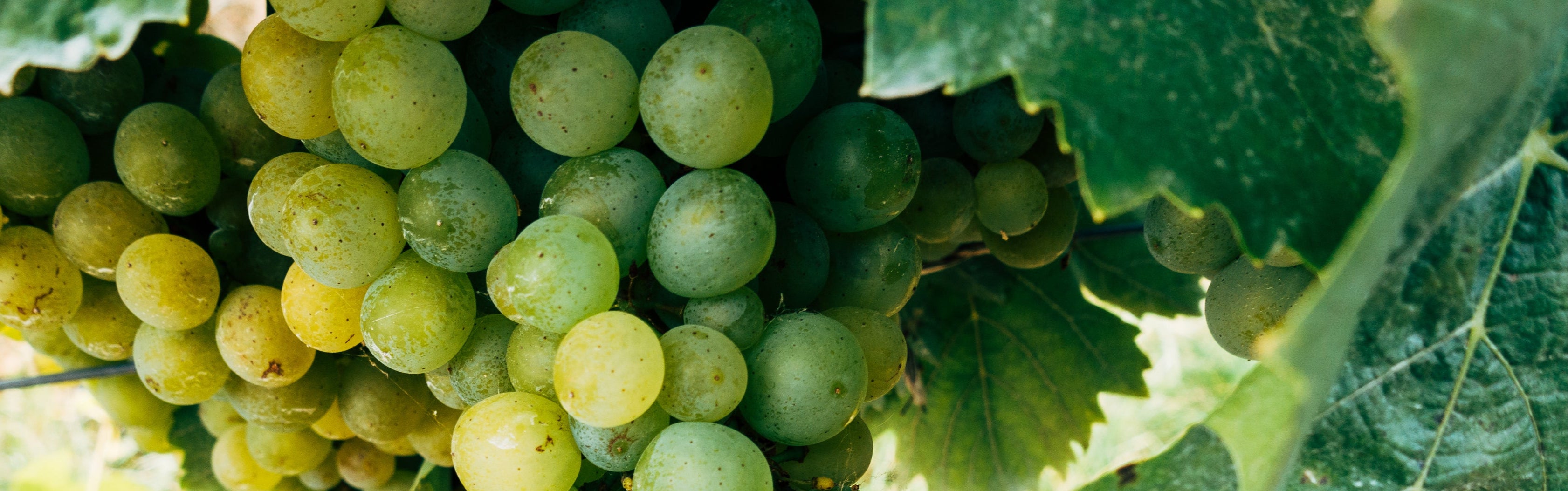 green grapes close up with grape leaves